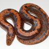 Buy Striped Kenyan Sand Boa