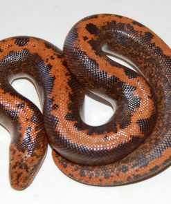 Buy Striped Kenyan Sand Boa