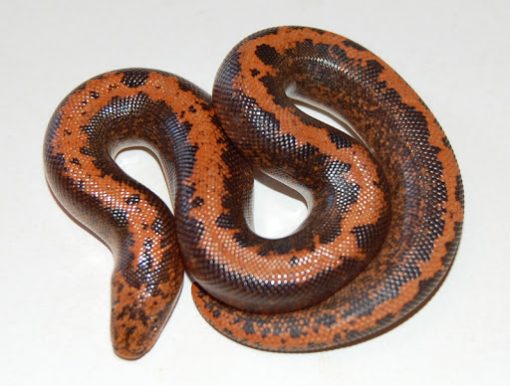 Buy Striped Kenyan Sand Boa