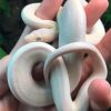 Buy Baby Blue Eyed Leucistic Colombian Rainbow Boa