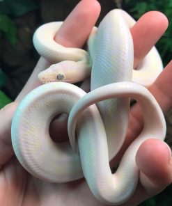 Buy Baby Blue Eyed Leucistic Colombian Rainbow Boa