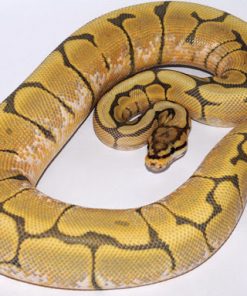 Baby Honey Bee Ball Python For Sale
