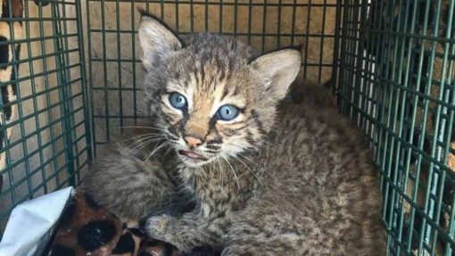 Bobcats kittens For Sale