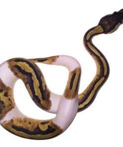 Baby Pied Ball Python for sale