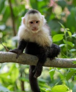 Capuchin Monkey For Sale