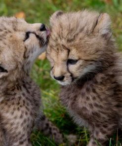 Cheetah Cubs For Sale