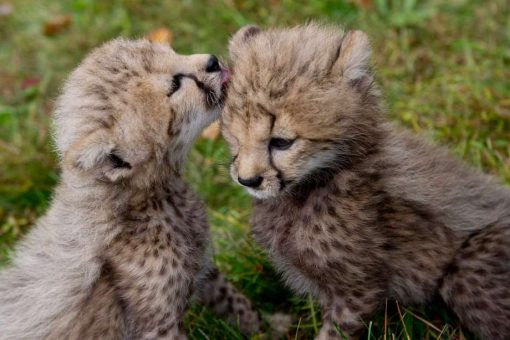 Cheetah Cubs For Sale