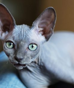 Sphynx Kitten For Sale