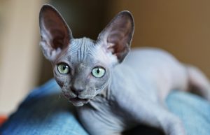 Sphynx Kitten For Sale