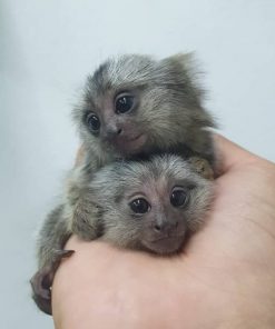 Marmoset Monkeys For sale