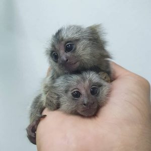 Marmoset Monkeys For sale