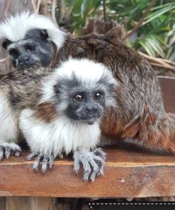 Buy Tamarin Monkeys