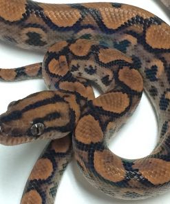 Baby Brazilian Rainbow Boa For Sale