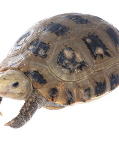 Elongated Tortoise for Sale