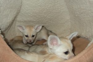 Fennec Fox For Sale