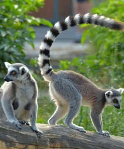 Buy Ring-tailed lemur Monkey