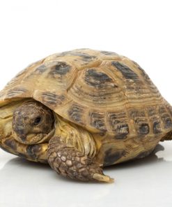 Russian Tortoise For Sale