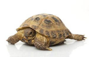 Russian Tortoise For Sale