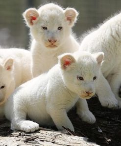 Buy White Lion Cubs