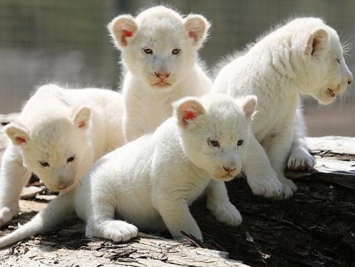 Buy White Lion Cubs