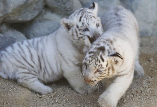 White Tiger Cubs For Sale