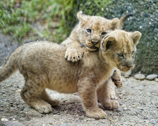 Lion cubs for sale