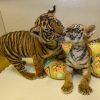 Bengal Tiger Cubs For Sale