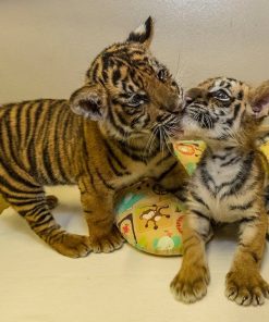 Bengal Tiger Cubs For Sale