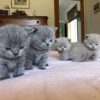 British Shorthair cat for sale