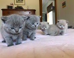 British Shorthair cat for sale