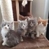 Maine Coon cat for sale