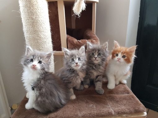 Maine Coon cat for sale