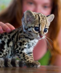 Ocelot Cubs for sale