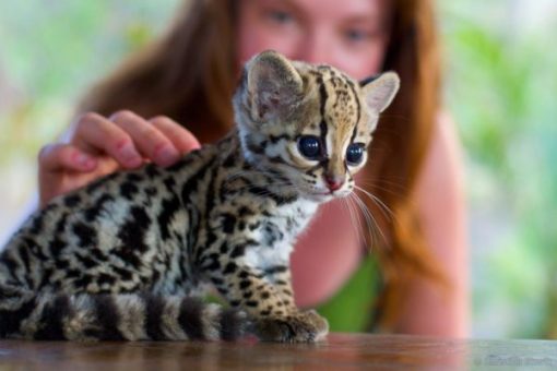 Ocelot Cubs for sale