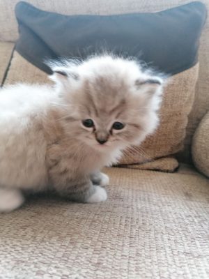 Ragamuffin cat for sale