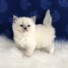 Ragdoll Cat for sale