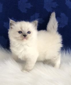 Ragdoll Cat for sale