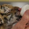 Siberian Tiger Cubs For Sale