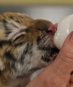 Siberian Tiger Cubs For Sale