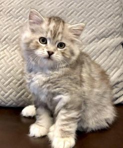 American Bobtail cat for sale