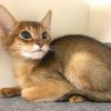 Chausie cat for sale