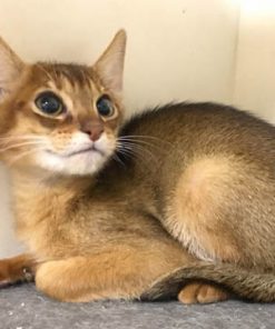 Chausie cat for sale