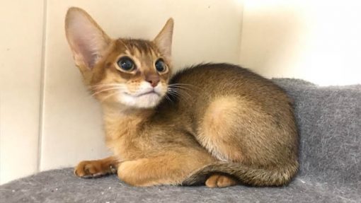 Chausie cat for sale