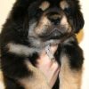 Tibetan Mastiff For Sale