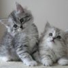 Siberian cat for sale