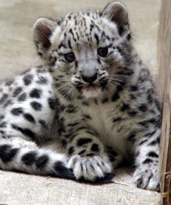 Snow Leopard Cubs for sale