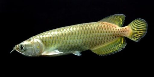 Australia Arowana