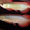 Buy Chili Red Arowana