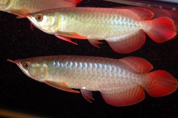 Buy Chili Red Arowana