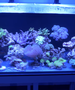 Clear-For-Life 100 Gallon Rectangle Aquarium